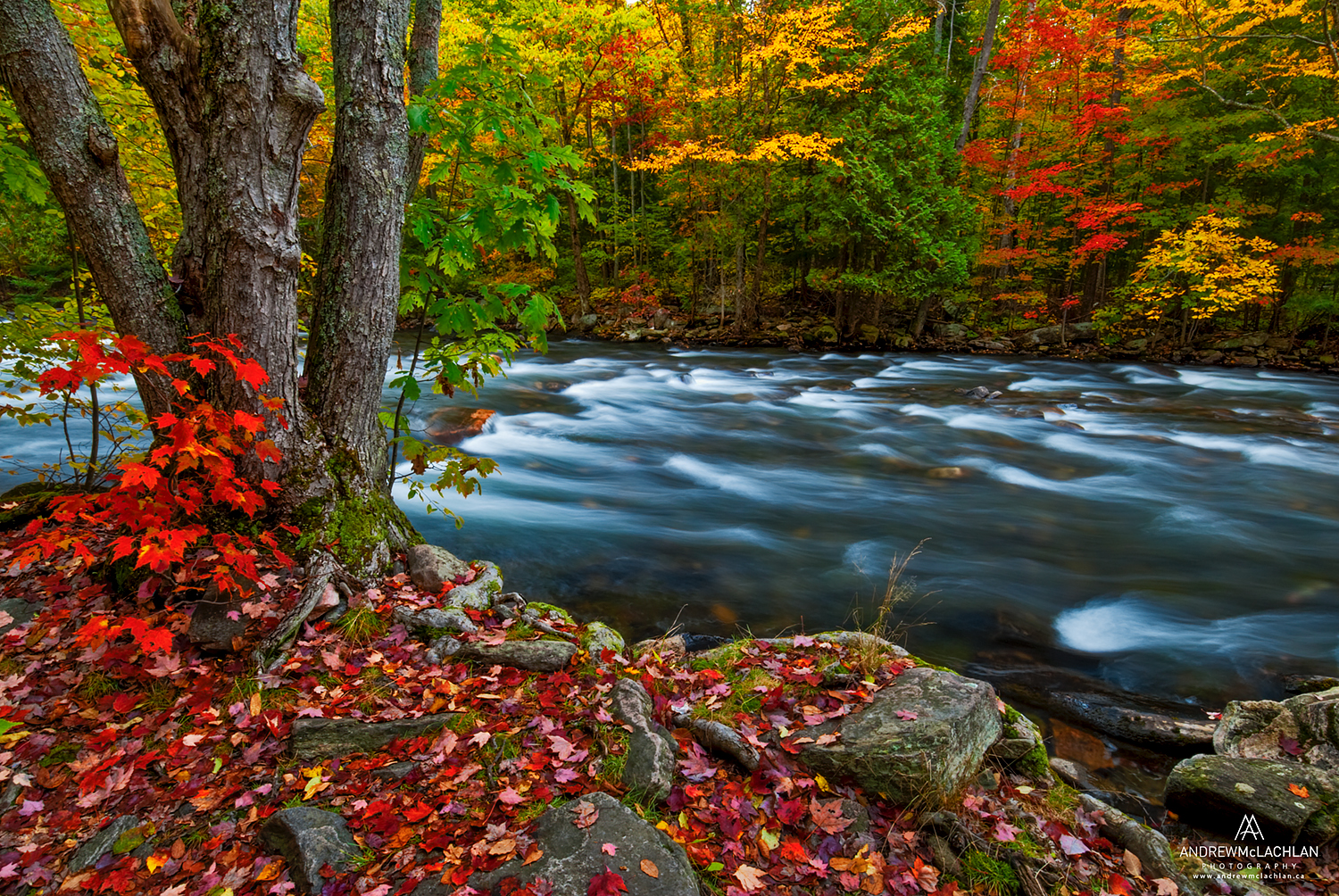Autumn colour along the Kennisis River in the Haliburton Highlands, Ontario, Canada