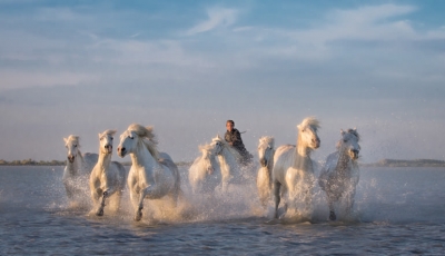 White Horses- of the Camargue
