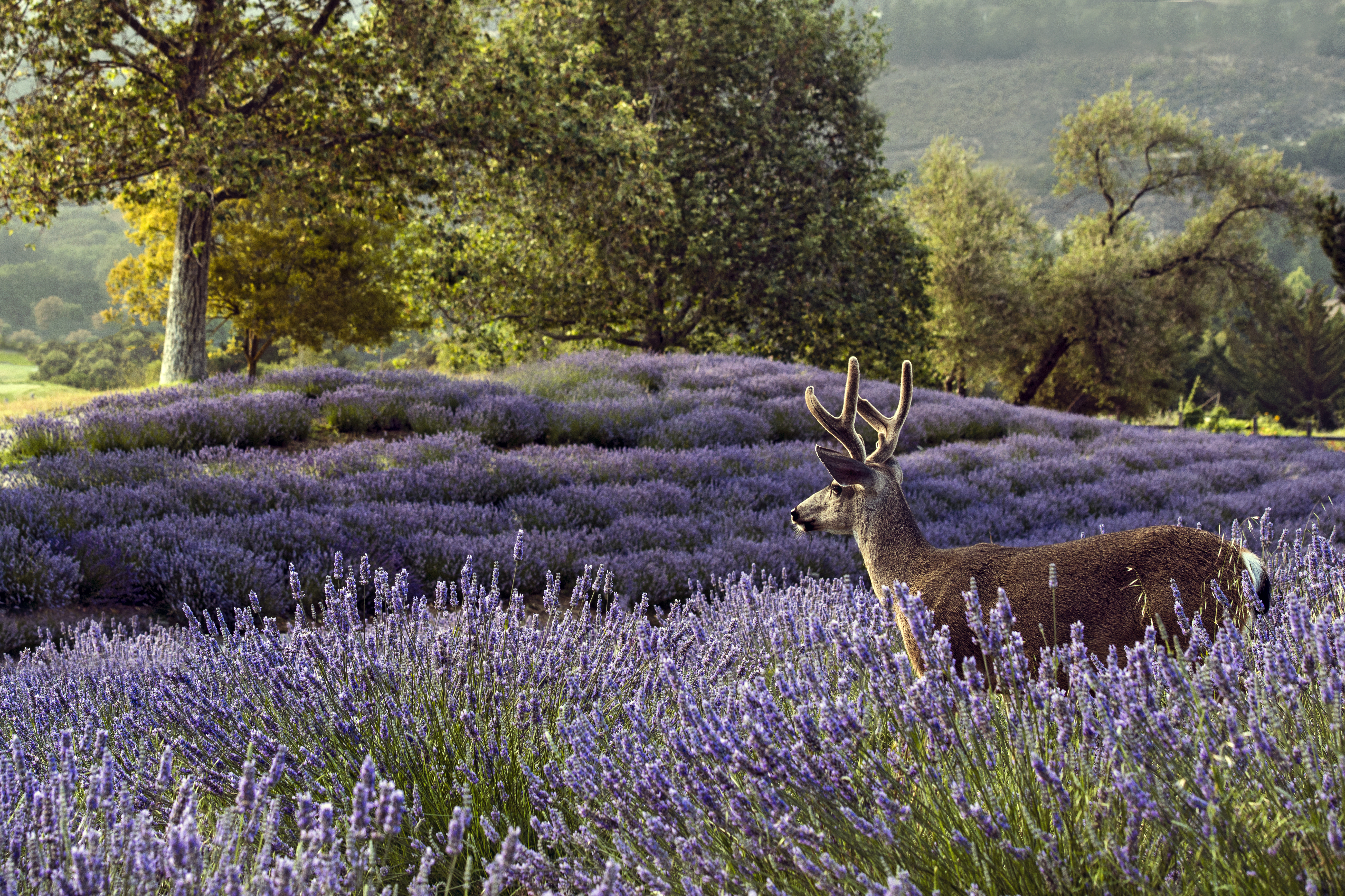 Deer and Lavender