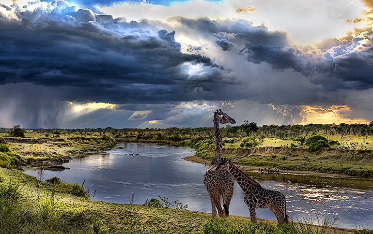 Mara River Storm Giraffe