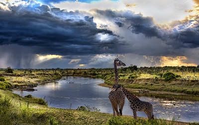 Mara River Storm Giraffe