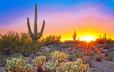 Sonoran Desert DeLight
