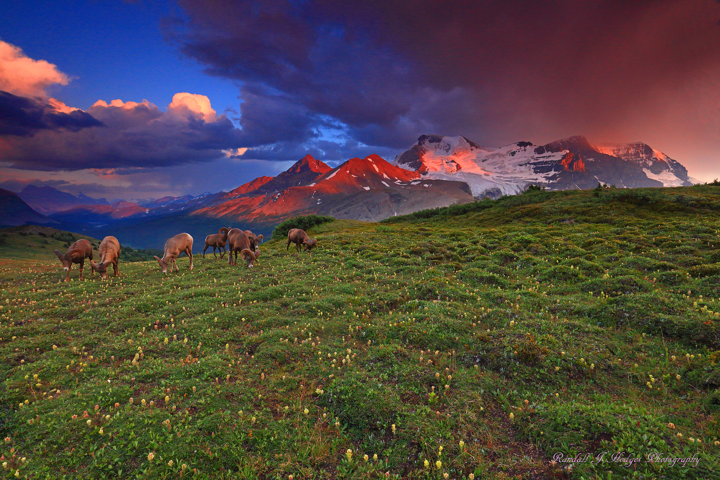 Sunset with Wildflowers and Big Horn Sheep and Mt Anthabaska from Wilcox Pass in Jasper National Park in Canada