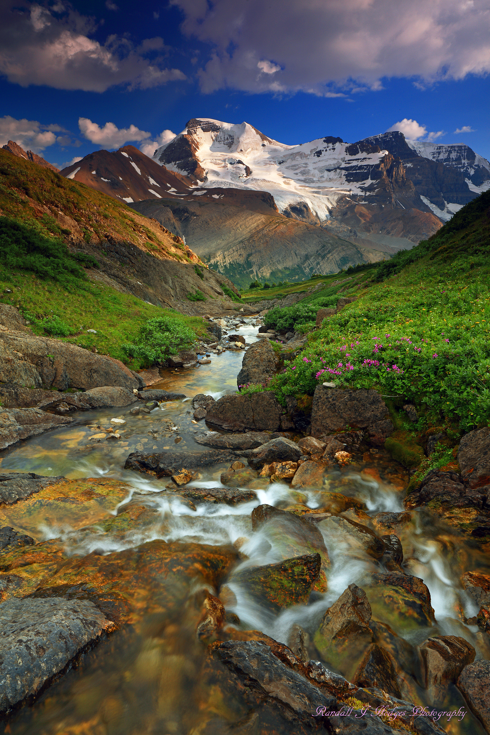Creek and Wildflowers and Mt Anthabaska from Wilcox Pass in Jasper National Park in Canada