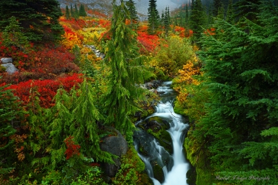 Paradise Creek on the Skyline Trail in Mt Rainier National Park in Washington
