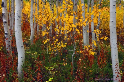 Fall Color and Aspens from the north Cascade Mountains of Washington