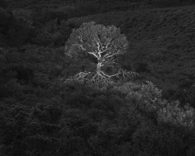 Oak Tree in Light