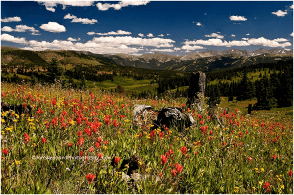 Photo of a Field of Flowers with Boulders in the middle of them