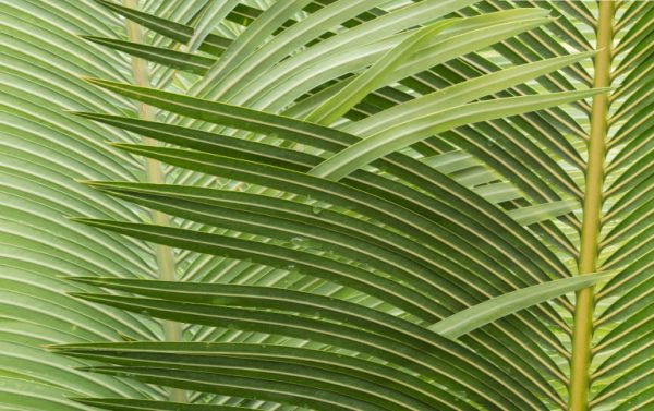 A close up of a palm tree with green leaves.