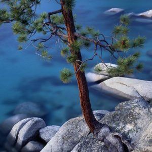 Photo taken with LB Neutral Polarizer (Jeffrey pine over a rocky cove on the east shore of Lake Tahoe, Nevada)