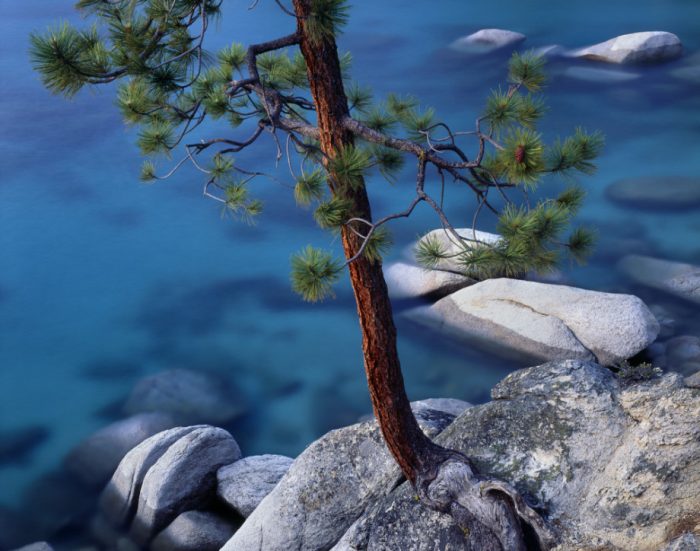 Photo taken with LB Neutral Polarizer (Jeffrey pine over a rocky cove on the east shore of Lake Tahoe, Nevada)