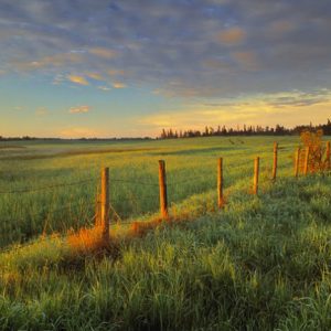 Photo taken with LB Warming Polarizer: Pastureland at sunrise near Rollyview, Alberta