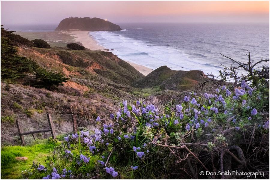 Wild Lilac and Pt. Sur Lightstation