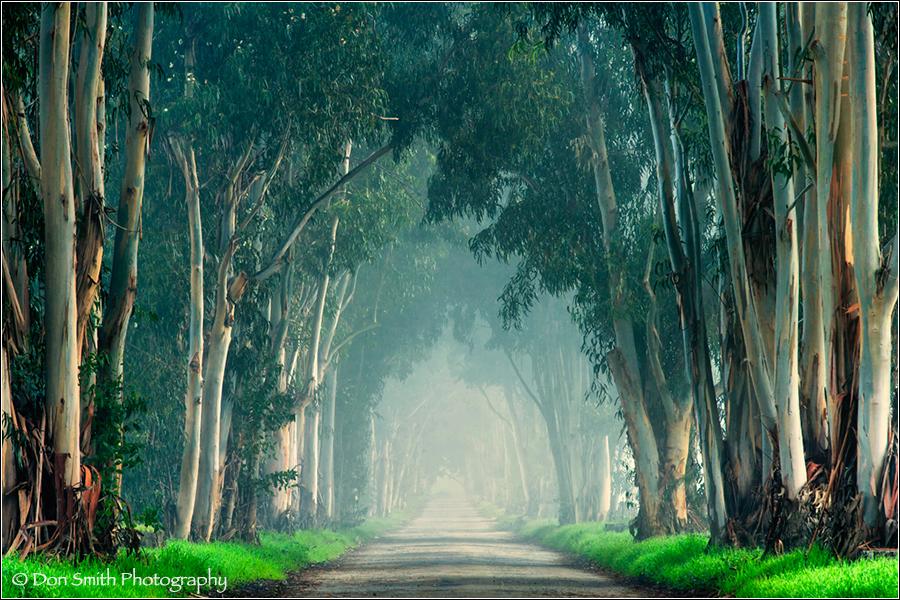 Eucalyptus Trees and Fog