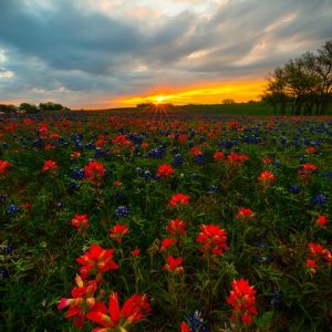 Photo taken with LB ColorCombo: Images from around Texas during wildflower spring season