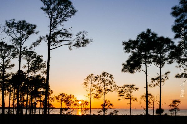 Blurry Photo of Cypress Trees covering a Sunset