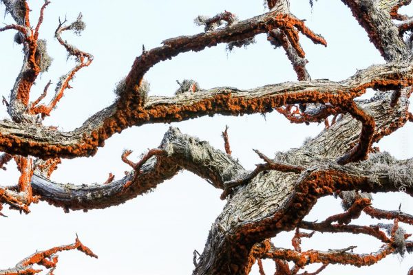 The branches of a tree are covered in moss.