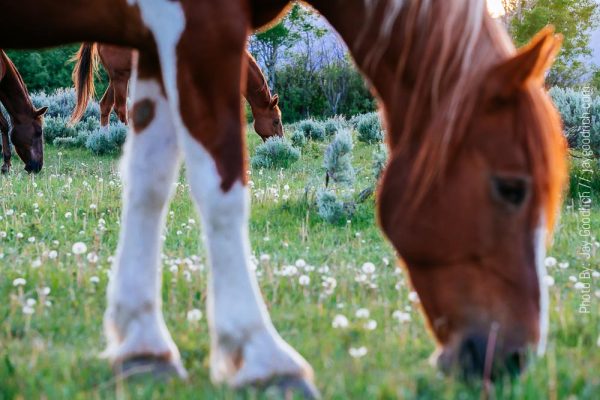 Grand Teton National Park, herd of horses and Grand Teton Mountains farea of Snake River.