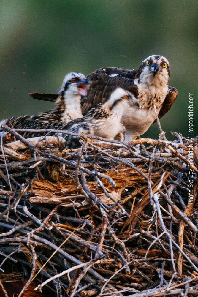 Two ospreys are sitting in a nest.