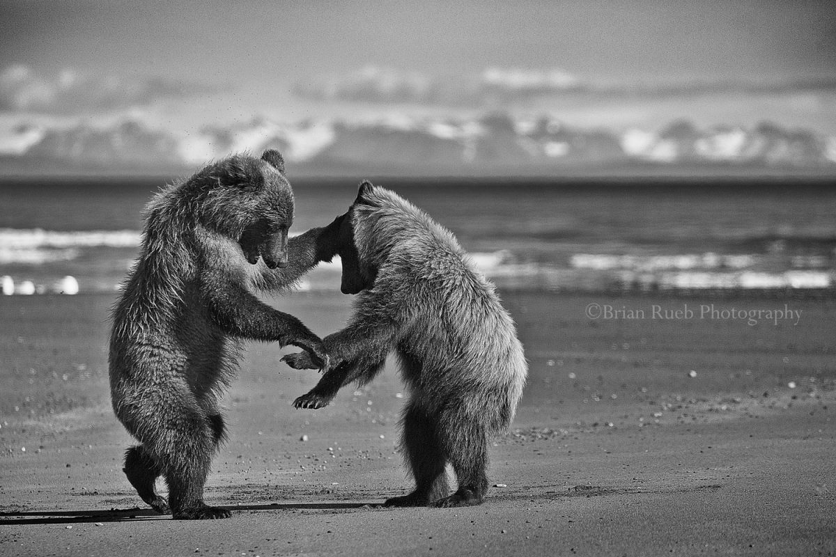 Two brown bears playing on the beach in black and white.