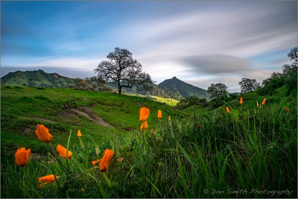 Photo of Orange Flowers in the foreground with a tree and a mountain in the backround