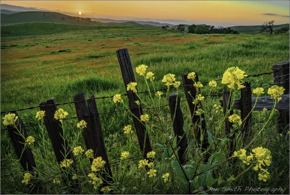 Wildflowers in front of a Fence with a Sunset in the Backround