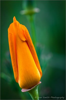 A young California Golden Poppy, San Benito County, Southern Santa Clara Valley, California. Sony a7R II, Sony 90mm Macro, f7.1, 1/8th second, ISO 100.