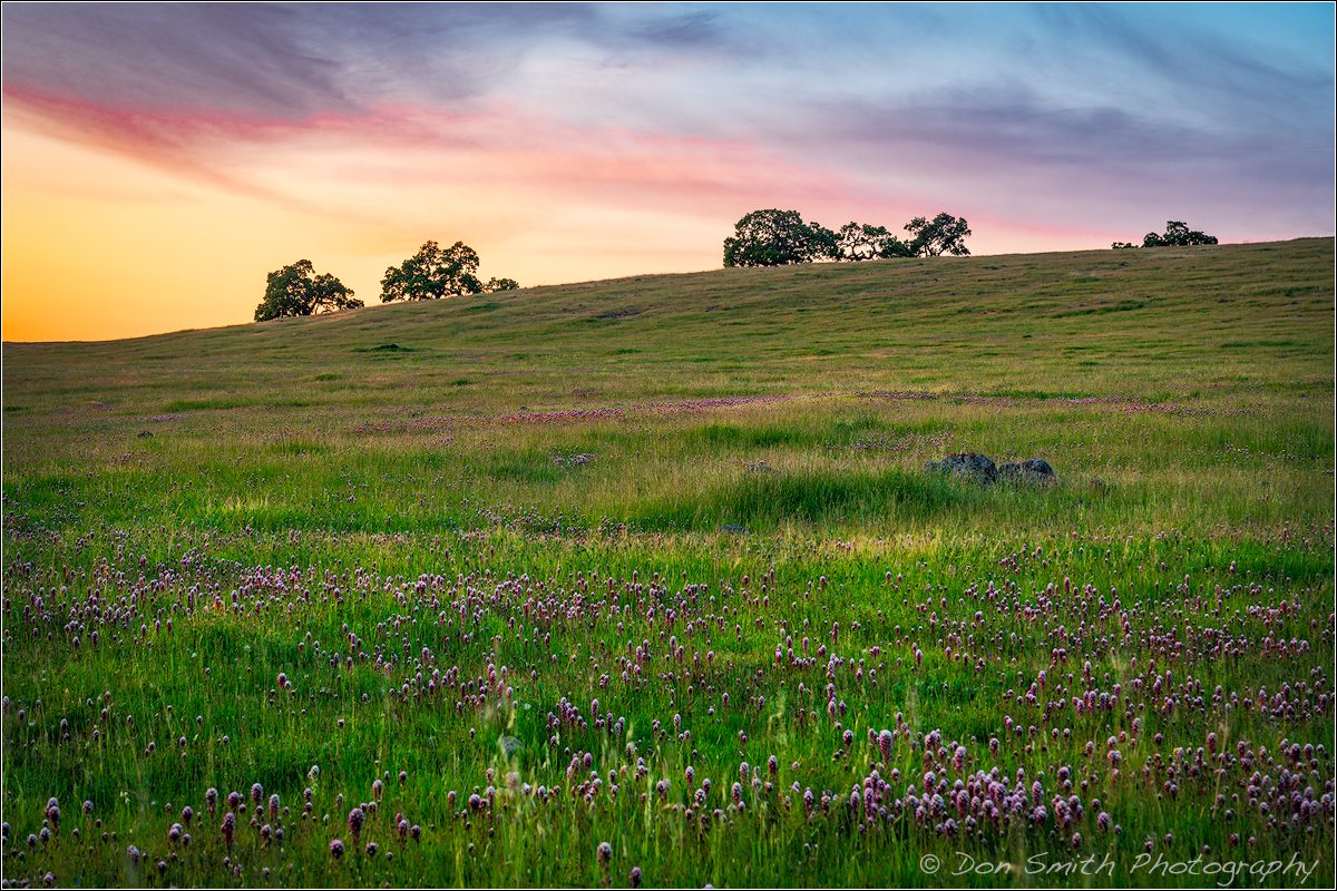 Owl’s Clover and Oaks, Southern Santa Clara Valley, Diablo Mountains, California. Sony a7RII, Sony/Zeiss 24-70mm, f/14, 1.7 seconds, ISO 100, Singh-Ray Neutral Polarizer.