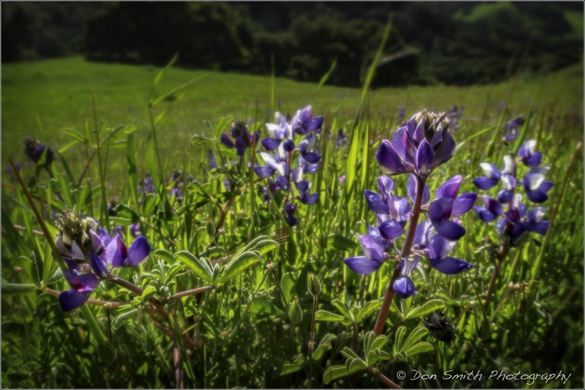 Spring Hills and Wildflowers, Gabilan Mountains, California. Sony RX100 IV, f/11, 1/125th, ISO 200.