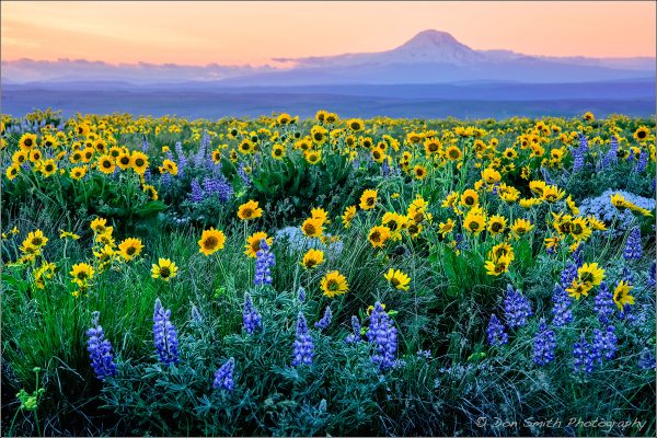 Field of sunflowers and lupines at sunset.