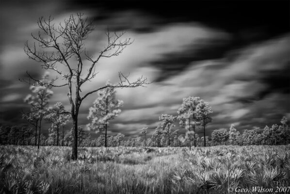 The Black and White Florida Landscape – Palmetto Prairie