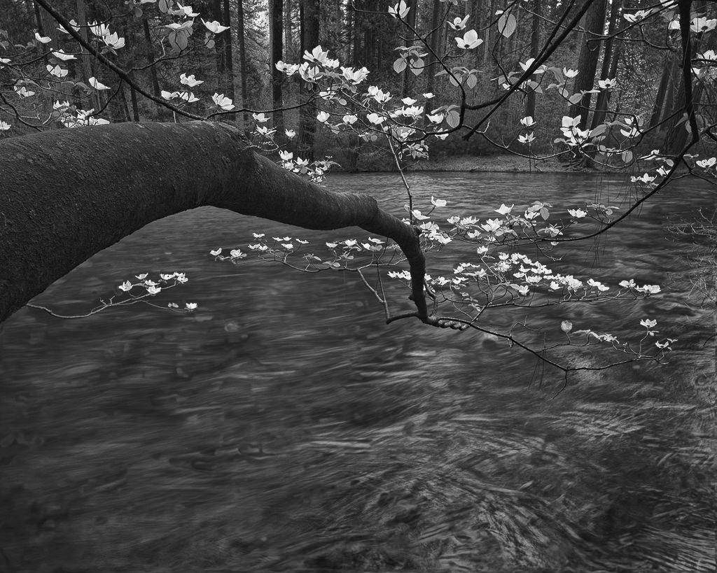 Black and white photo of a tree branch over a river.