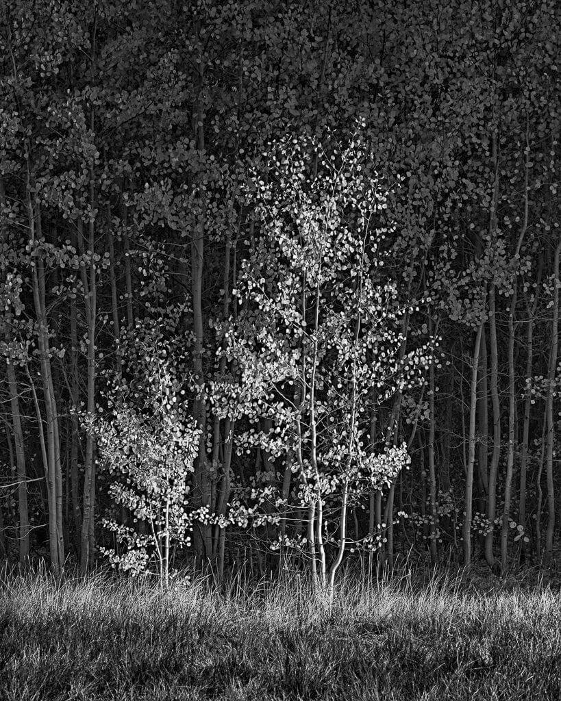 Two young aspen trees in front of a forest.