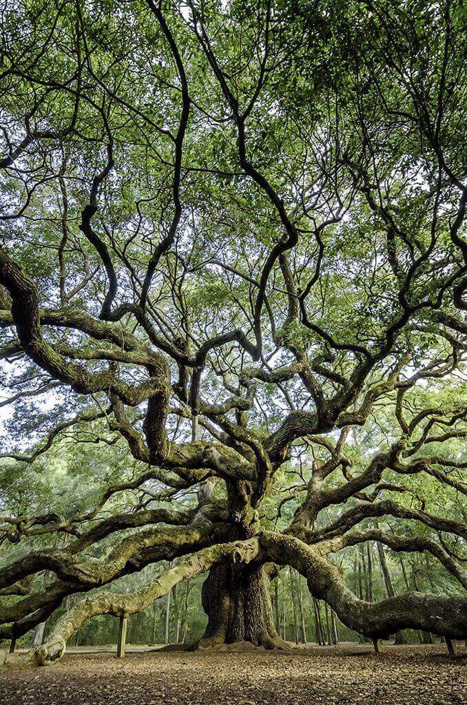 Ancient oak tree with sprawling branches.