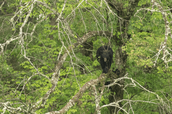 Black bear climbing a tree in a forest.