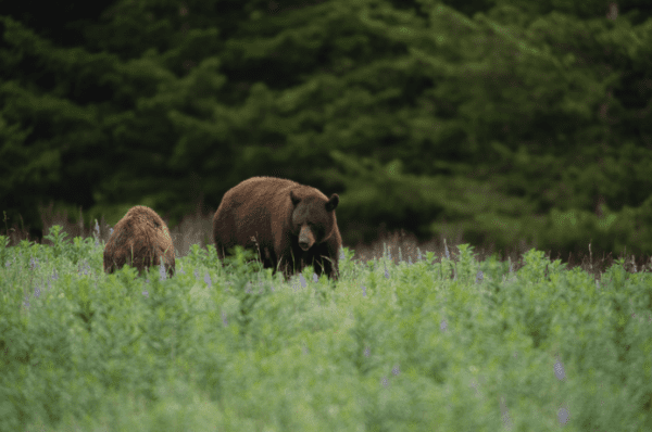 Two brown bears in a grassy field.