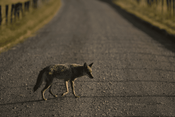 Coyote walking down a gravel road.