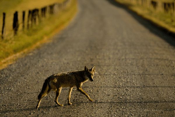 Coyote walking down a gravel road.