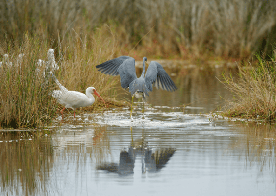 A heron landing in water near an ibis.