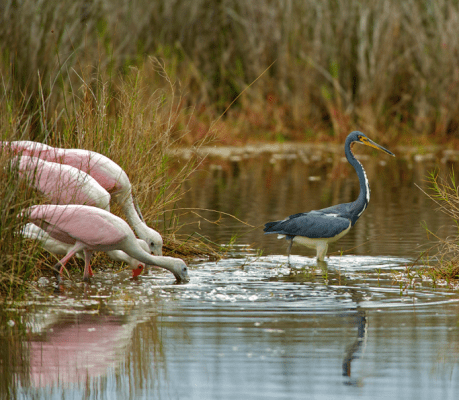 Roseate spoonbills and a tricolored heron in water.