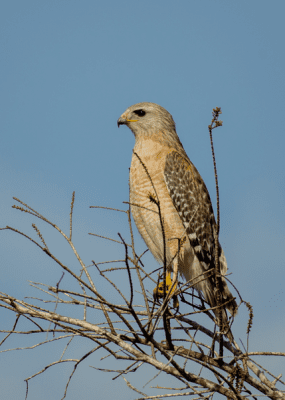 Red-shouldered hawk perched on a branch.