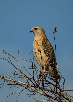 Red-shouldered hawk perched on a branch.