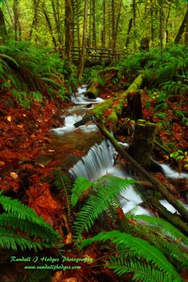 A cascading waterfall in a lush forest.