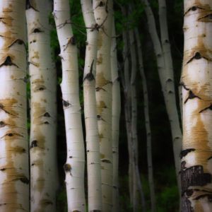 Close-up of white birch tree bark.