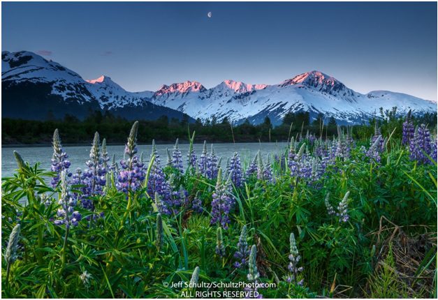 Purple lupine flowers in front of snowy mountains.