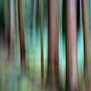 Abstract blur of trees in forest.