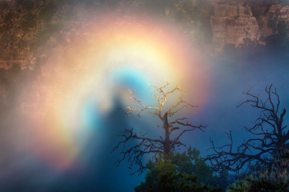 Silhouette of a tree against a colorful sky.