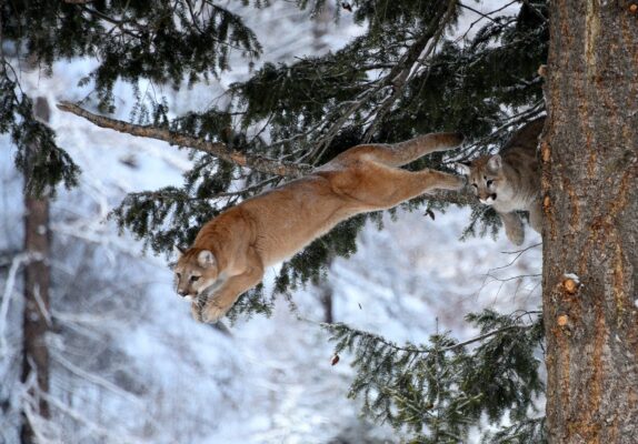 Two cougars leaping in snowy forest.