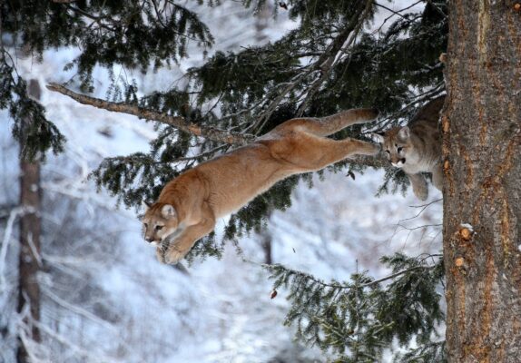 Two cougars leaping through snowy trees.