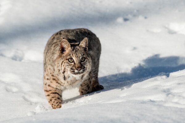 A bobcat walking through snow.